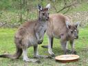 Kangaroos at Yelverton Brook near Margaret River in Western Australia